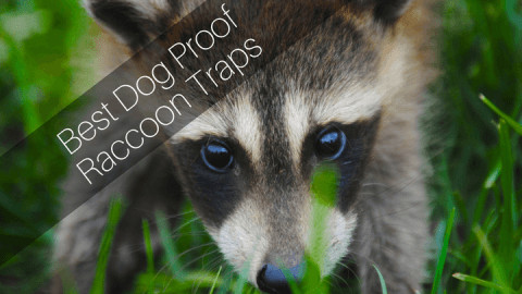 Best Dog Proof Racoon Traps - Dog Friendly Racoon Trapping