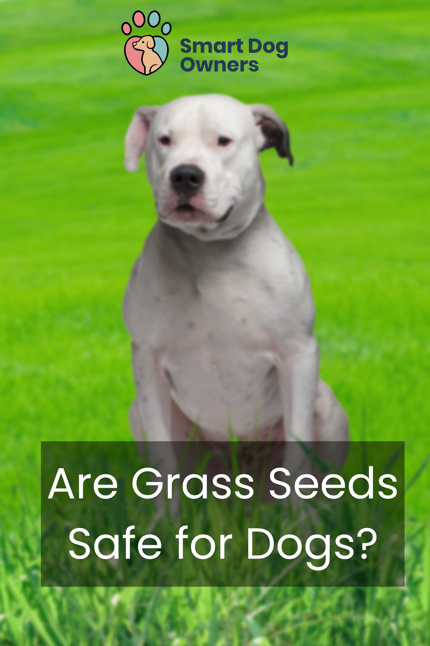 Are Grass Seeds Safe for Dogs? (Is Grass Seed Toxic?) Smart Dog Owners